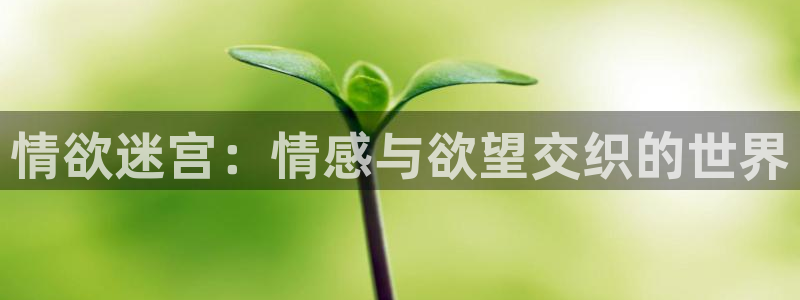 赢彩网集团：情欲迷宫：情感与欲望交织的世界
